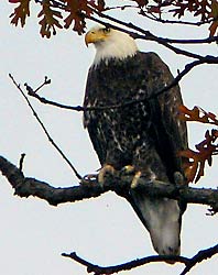 Bald Eagle at Pines Lake