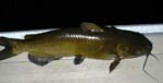 02ChannelCatfish8lbs26in
