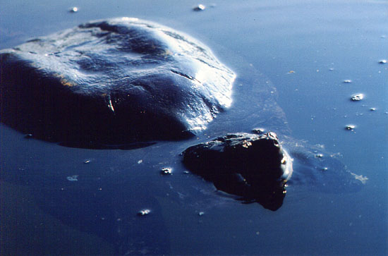 Snapping Turtle on the Surface