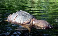 A Snapping Turtle killed with a weighted hook