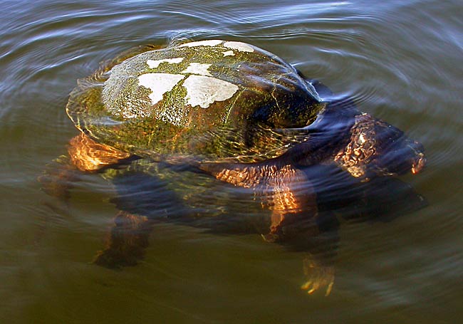 09SnappingTurtles