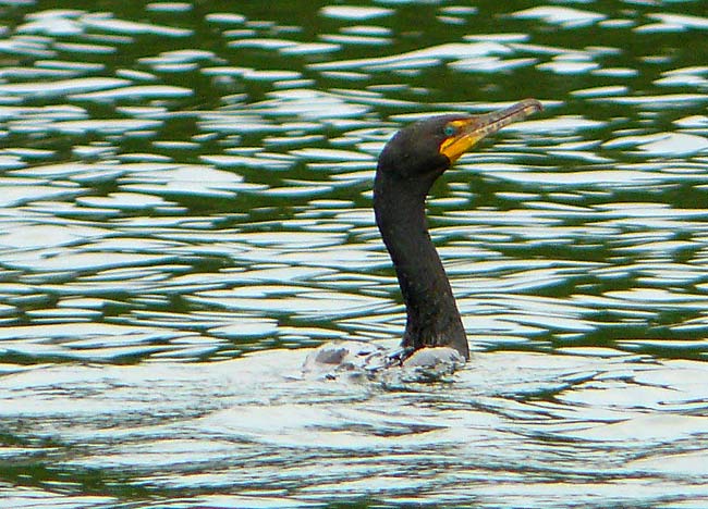 01Cormorant