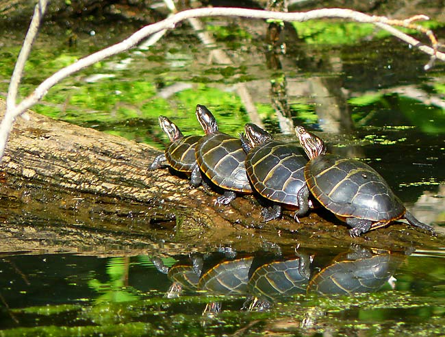 10TurtleConga