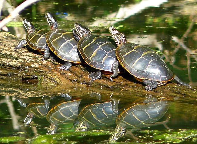 11TurtleConga