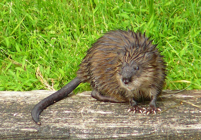 12Muskrat