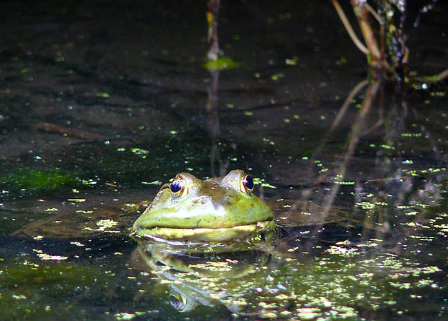 13Bullfrog