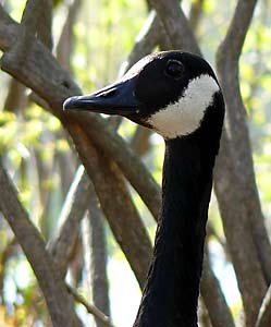 Canada Goose