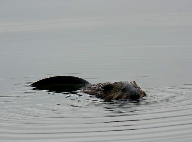 16Muskrat