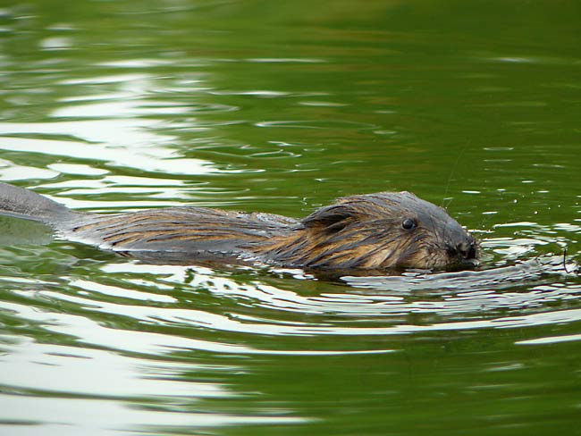 17Muskrat