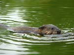 17Muskrat