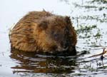 23Muskrat