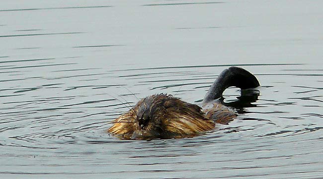 10Muskrat