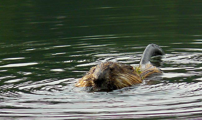 11MunchingMuskrat