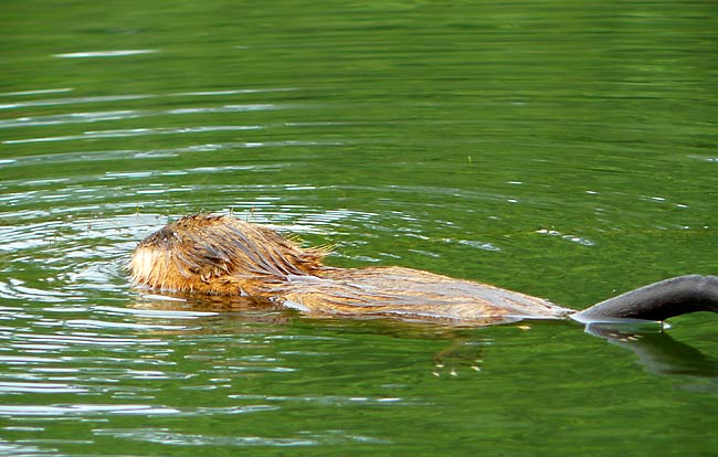 12MunchingMuskrat