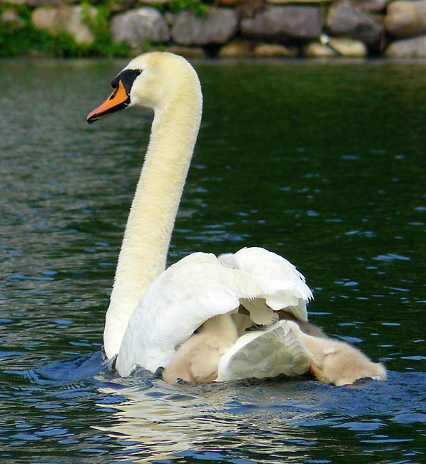 05Swans