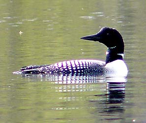 Loon