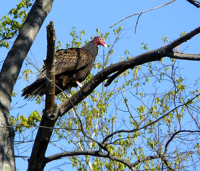 18TurkeyVulture