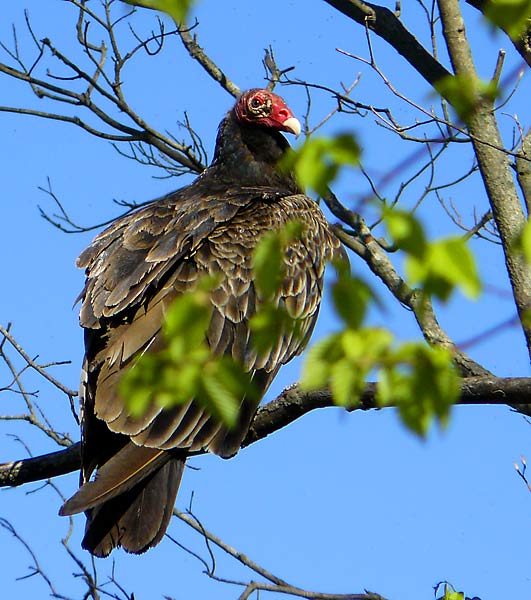 19TurkeyVulture