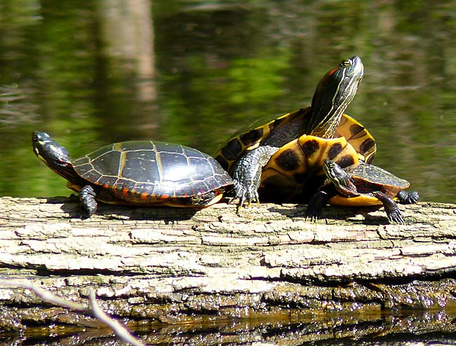 20PaintedTurtles