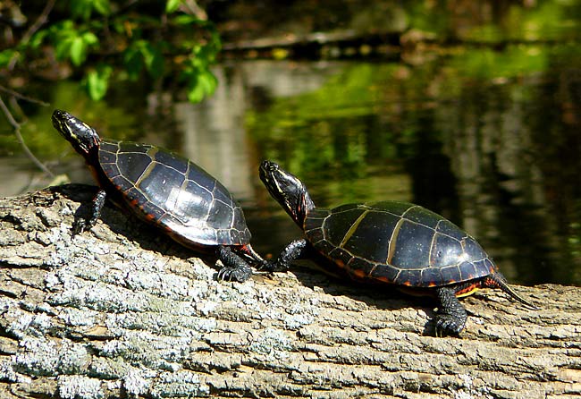 23PaintedTurtles