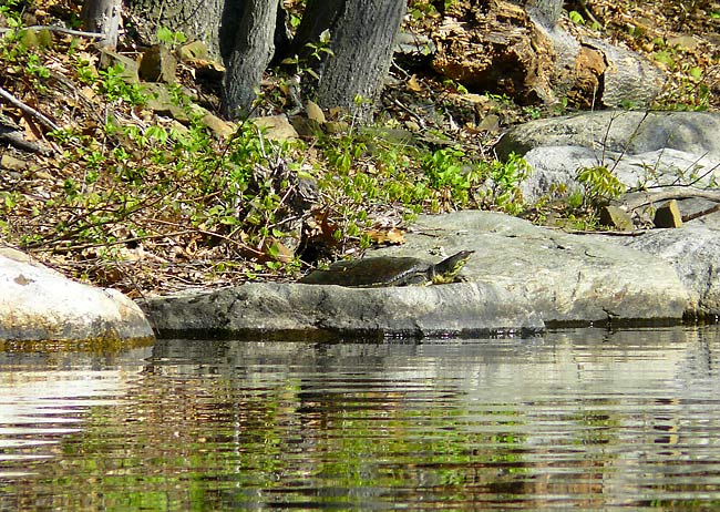 24SoftShelledSpineyTurtle