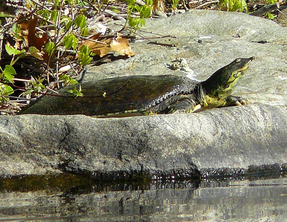 26SoftShelledSpineyTurtle