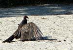 03TurkeyVultures