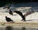 04TurkeyVultures