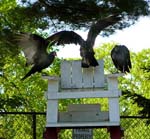 05TurkeyVultures