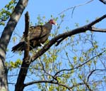 18TurkeyVulture