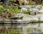 25SoftShelledSpineyTurtle