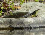 26SoftShelledSpineyTurtle