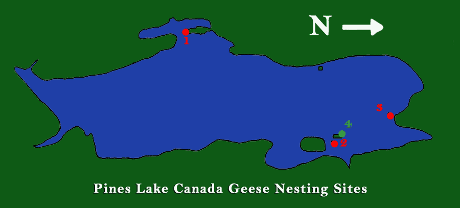 Pines Lake Canada Goose Nest Map