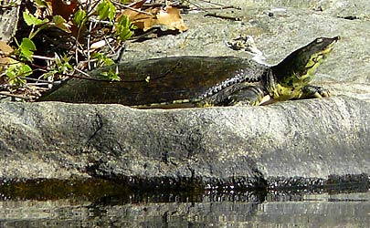 Spiney Soft Shelled Turtle