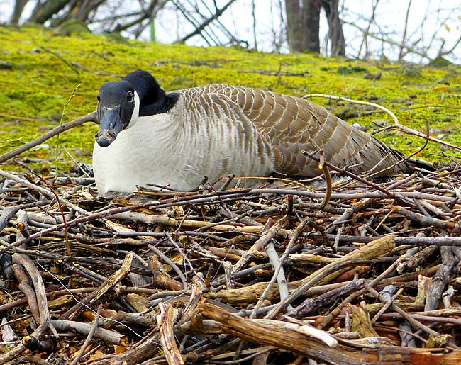 08CanadaGoose