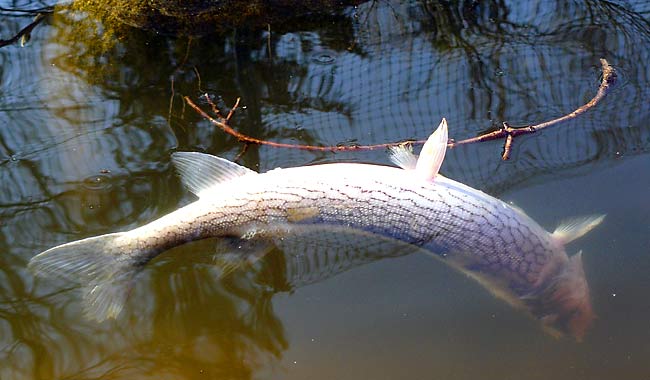 26Dead Chain Pickerel