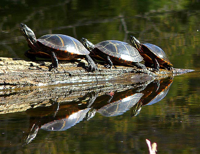 31TurtleConga