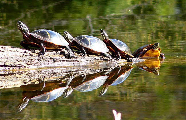 33TurtleConga