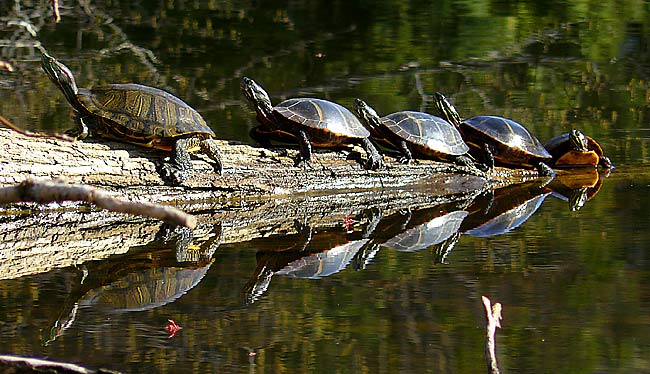 34TurtleConga