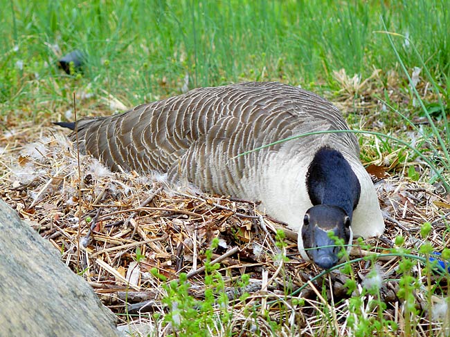 36CanadaGoose