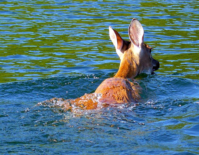 08SwimmingDeer