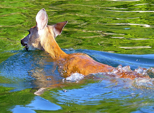 09SwimmingDeer