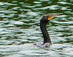 01Cormorant