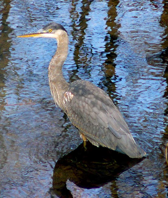 27Heron