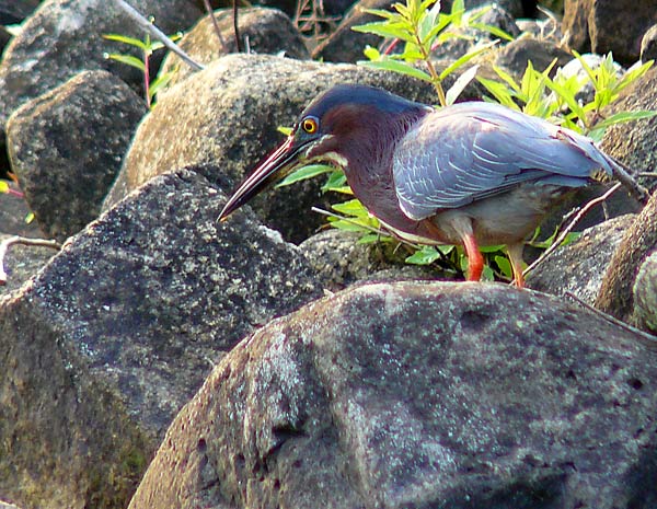 03GreenHeron