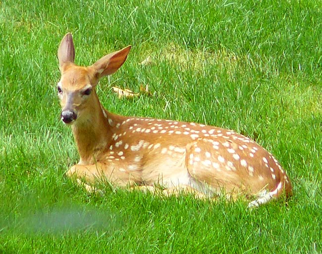 20BackyardBambi