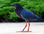 04GreenHeron