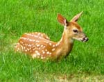 19BackyardBambi