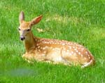 20BackyardBambi