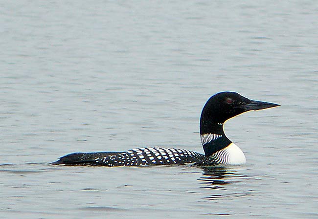 01Loon